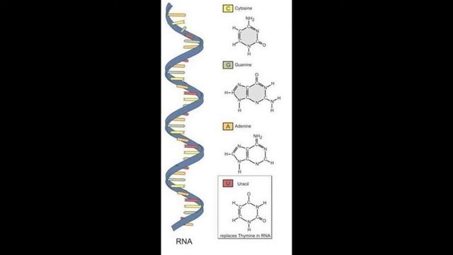 Ensaios de hibridização Música смотреть онлайн