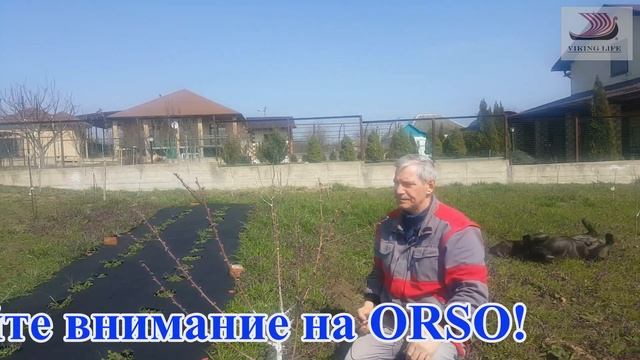 #190 Правильная обрезка персика/2-й год после посадки/pruning a peach for the 2th year