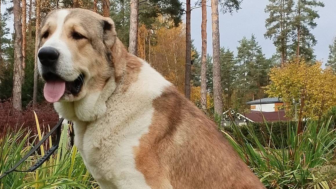 Как растёт Азиат смотреть онлайн