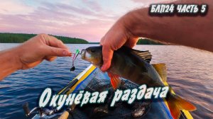 Окунёвая раздача | Навстречу северным ветрам 2024