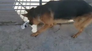 Немецкая овчарка Джим