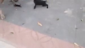 Жесть!!!! Собака напала на котят