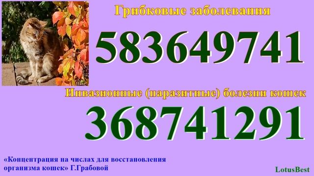 Здоровье кошек. «Концентрация на числах для восстановления организма кошек»Г.Грабовой