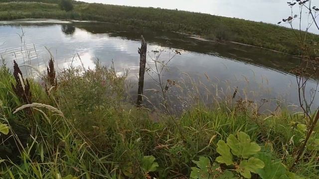 Удачное открытие по утке с Курцхарами в Ленинградской области! 1 ч. смотреть онлайн