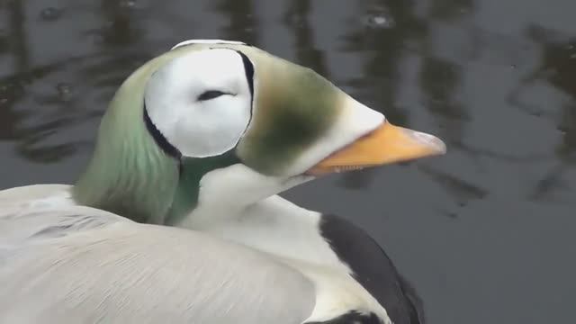 Эти Дикие Утки Являются Самыми Необычными в Мире смотреть онлайн
