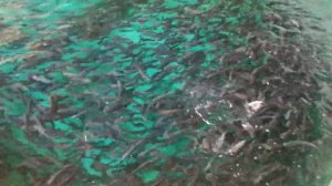 Черноморский лосось (кумжа). Проходная форма.