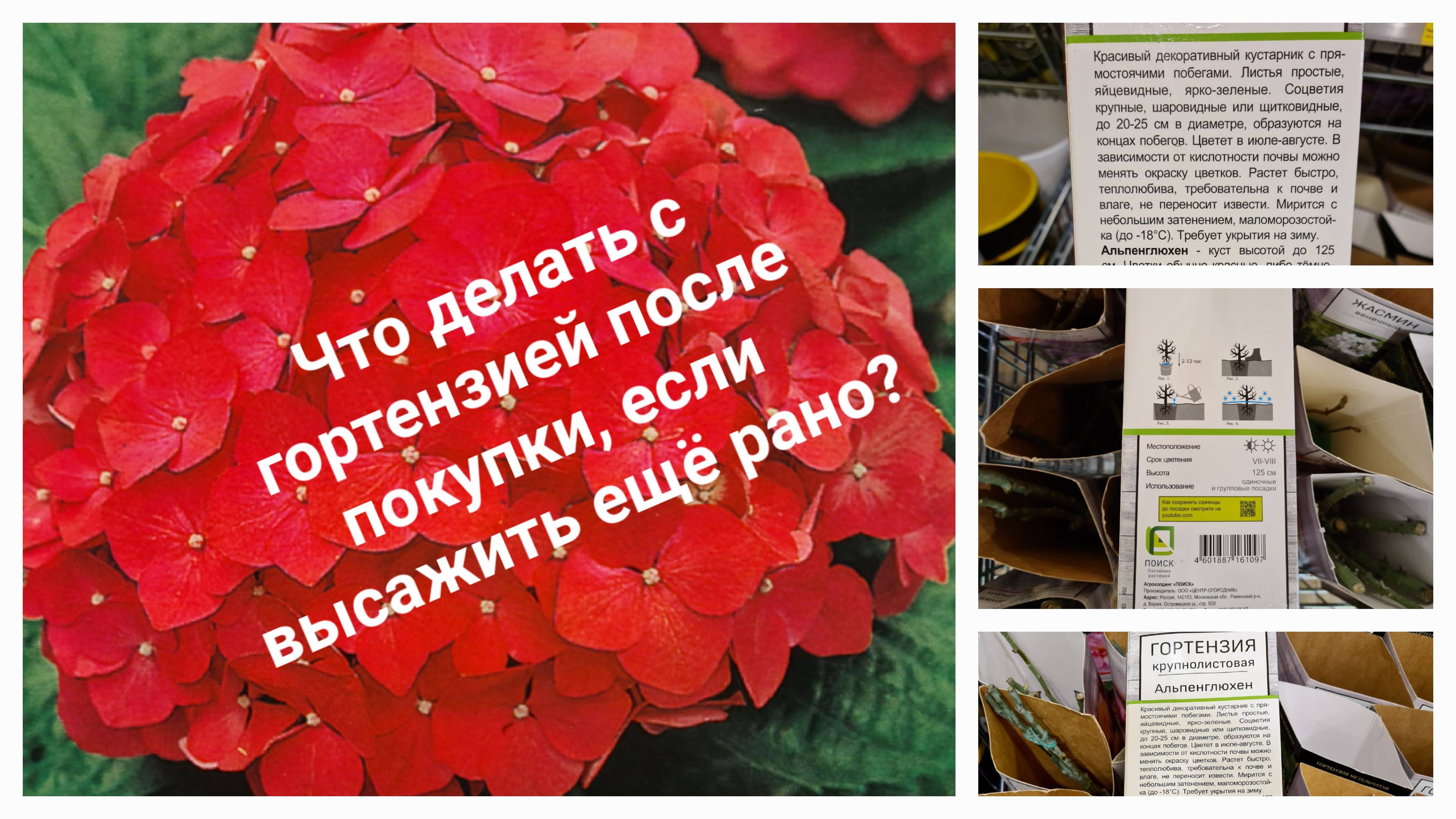 Что делать с гортензией после покупки, когда высаживать рано или нет возможности...