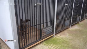 Самый крупный в Дагестане приют для безнадзорных животных открылся в Дербенте