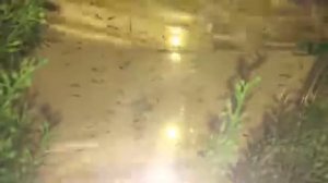 Малёк золотой рыбки поплыл на пятый день после нереста!