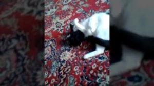кот нюхает носки))