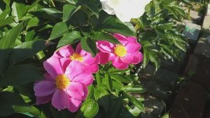 Цветут мои сеянцы. Часть вторая