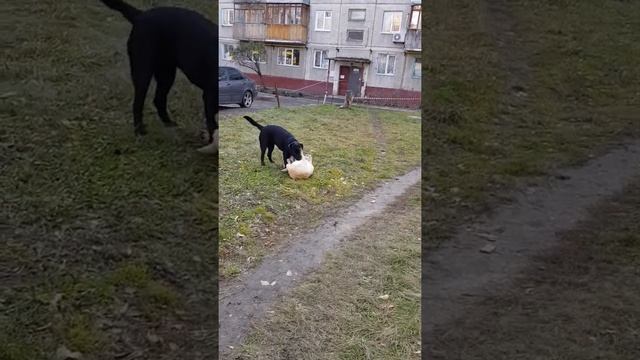 Лабрадоры 2 девочки черной 7 мес , желтой Люсинде 4 мес смотреть онлайн