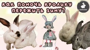 Содержание кролика в квартире и уход зимой | Советы от Зайкафе