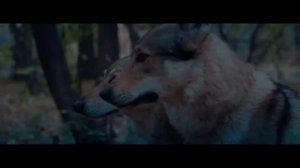 Руслан Добрый, Tural Everest – Волки
