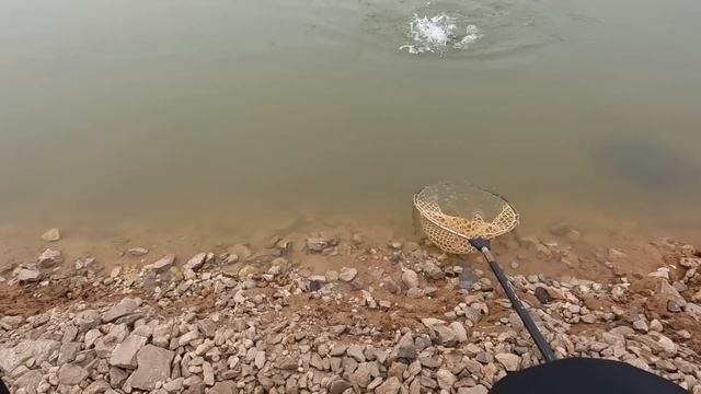 Капризная ФОРЕЛЬ в ТУМАНЕ! Ловля Форели на платнике! Рыбалка на СПИННИНГ! смотреть онлайн