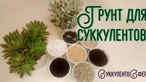 Грунт для суккулентов