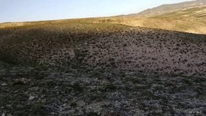 Овцы Дагестанской  горной породы .