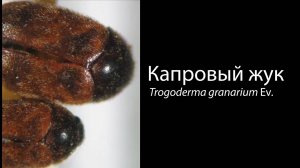 Капровый жук (Trogoderma granarium Ev.)