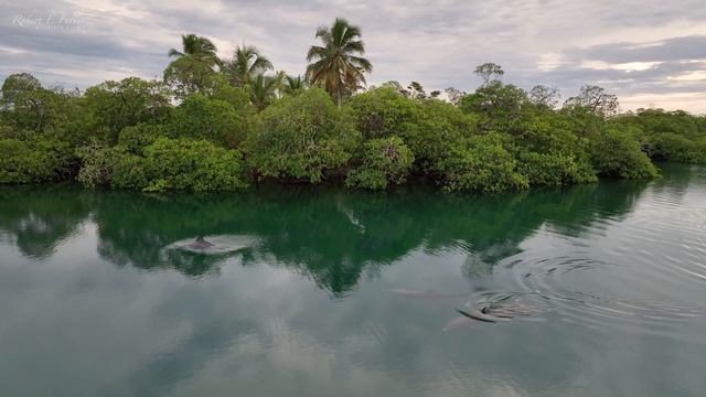Wildlife of Panama's Tranquil Caribbean Coast 🌴| Panama 🌎 🇵🇦 | Wild Travel | Robert E Fuller