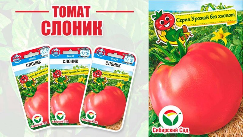 Томат "Слоник"