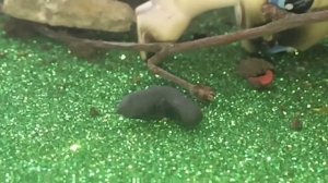 Lps клип «жертвоприношение Алисы»