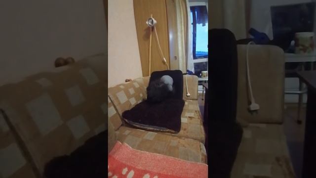 Собака играет с подушкой. смотреть онлайн