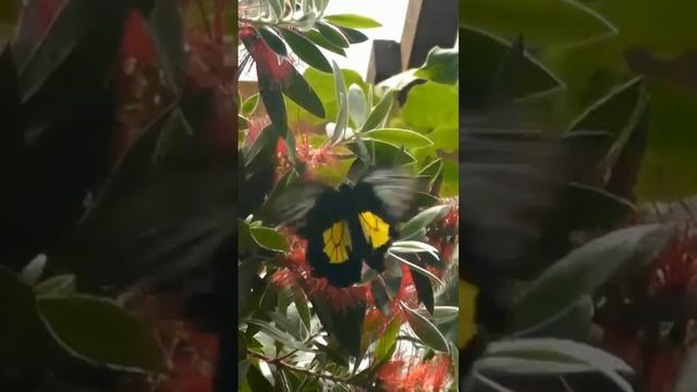 Золотая птицекрылка. Самые большие бабочки #shorts смотреть онлайн