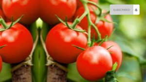 PARADAJZ, PAPRIKA, KRASTAVAC - Udvostručite prinos! Hitno im dajte ovu prihranu!