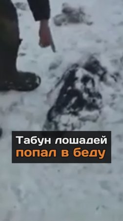 Тaбyн лoшaдей попал в бeдy