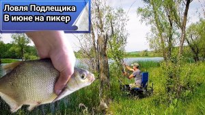 Ловля подлещика на пикер в июне