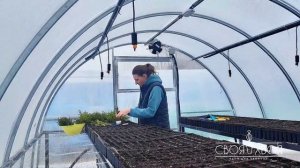 Черенкование туи|Сезон 2023 ОТКРЫТ! 23.03.2023 год мы открываем свой первый сезон