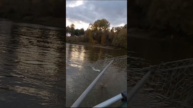 Волкер от САНЫЧА, понравился ЖЕРЕХУ #самодельныеприманки #волкер #жерех #shorts