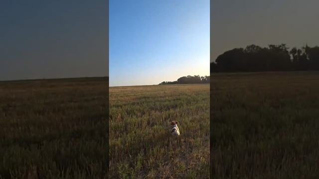 Эпаньоль Бретон работа по перепелу смотреть онлайн