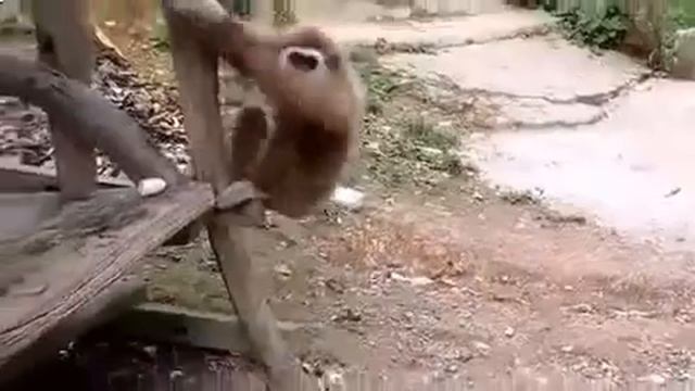 Задиристая обезьяна смотреть онлайн