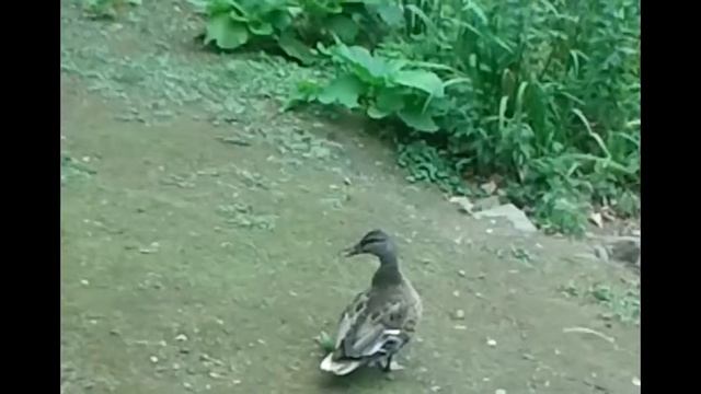 Канадский гусь совсем не дикий смотреть онлайн