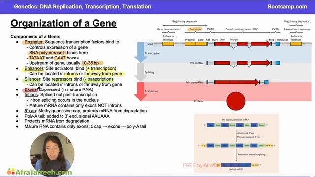 DNA Replication, Transcription, and Translation-5. Organization of a Gene atf