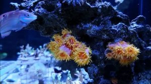 10 Самых Красивых и Необычных Кораллов в Мире