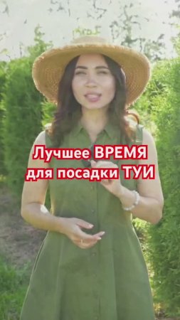 НИКОГДА не сажайте тую в другие месяцы