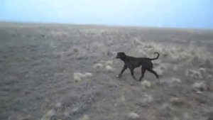 Охота на зайца с борзыми 1