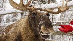 Кулинарные изыски на краю земли.