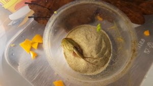 Triops Cancriformis digging in the sand. Летний щитень роется в песке.