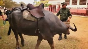 Животные на Службе в Армии Разных Стран Мира