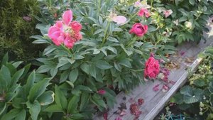 Что делать с пионами после цветения