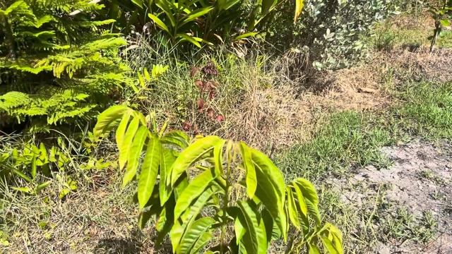 What’s new? Tropical Fruits trees Tour My garden Planting more trees