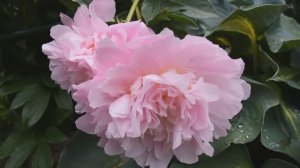 Пион Dinner Plate