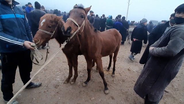 КАМАШИ ПИОНЕРКА МОЛ БОЗОРИ НАРХЛАРИ БАЙТАЛЛАРДАН СУРАГАНЛАР УЧУН QAMASHI PIONERKA MOL BOZORI NARXI
