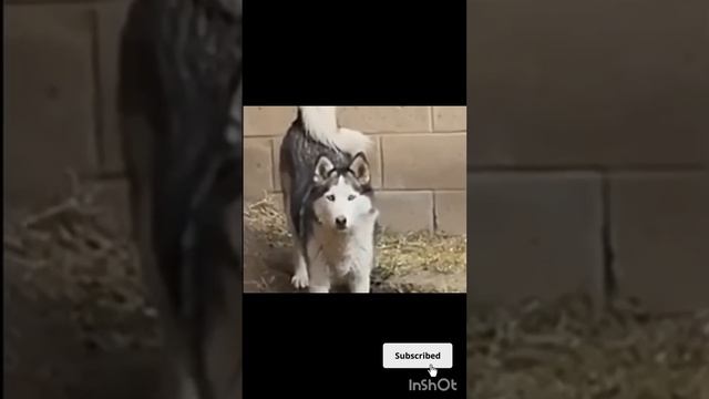 Приколы собак,заставят вас улыбнуться#Не пропусти видео смотреть онлайн