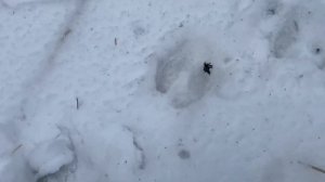 Солонец для зайца