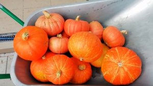 Овощной БАЗАР.15.09.19