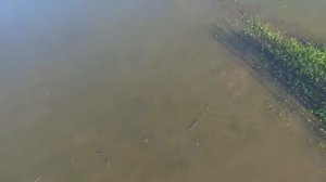 Нерест карпа